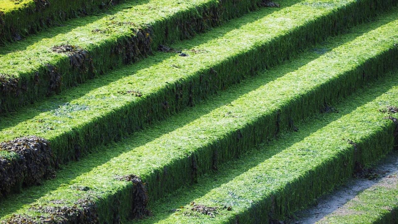Growing Moss on Concrete — Here's How it's Done
