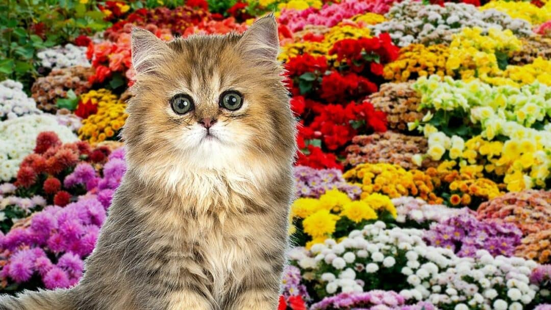 How to Keep Cats out of Flower Beds — 12 Best Methods
