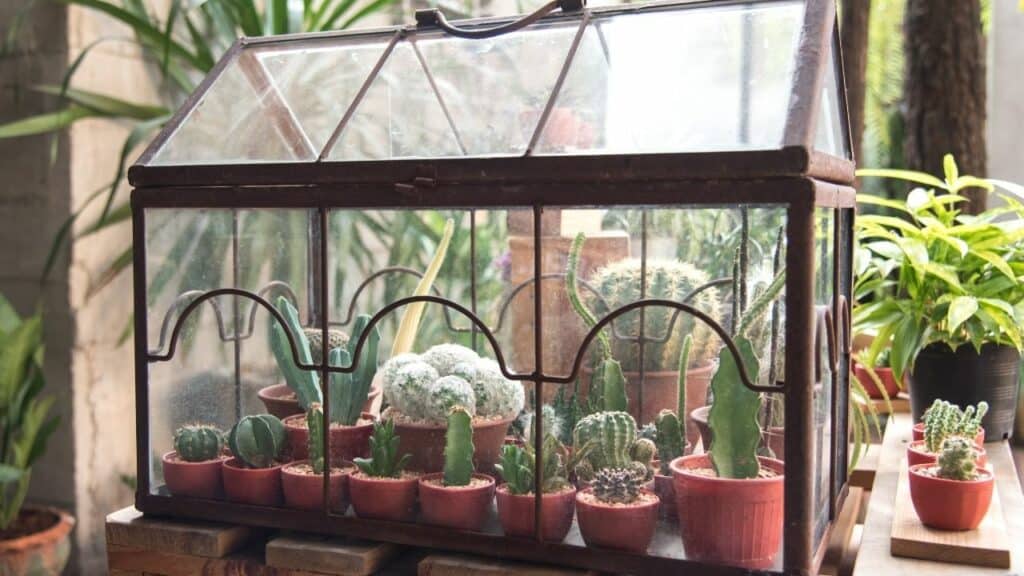 The 3 Best Ways to Keep a Terrarium Humid — Revealed