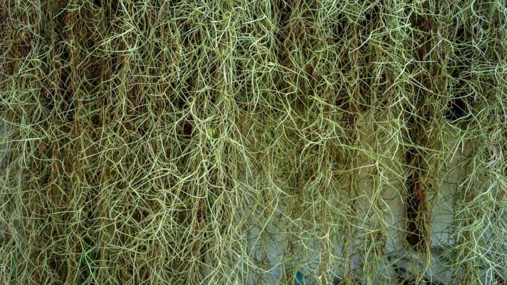 Growing Moss on Concrete — Here's How it's Done