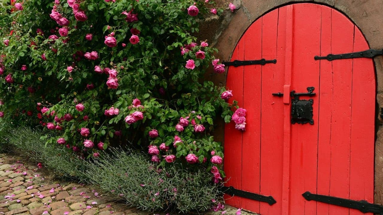 How Do You Make Roses Last A Year at Joseph Jordan blog