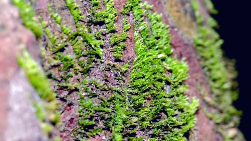 How to Remove Moss from Trees — Top Tips