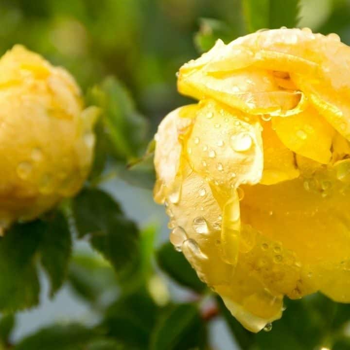 How To Revive A Dying Rose? Tips And Tricks!