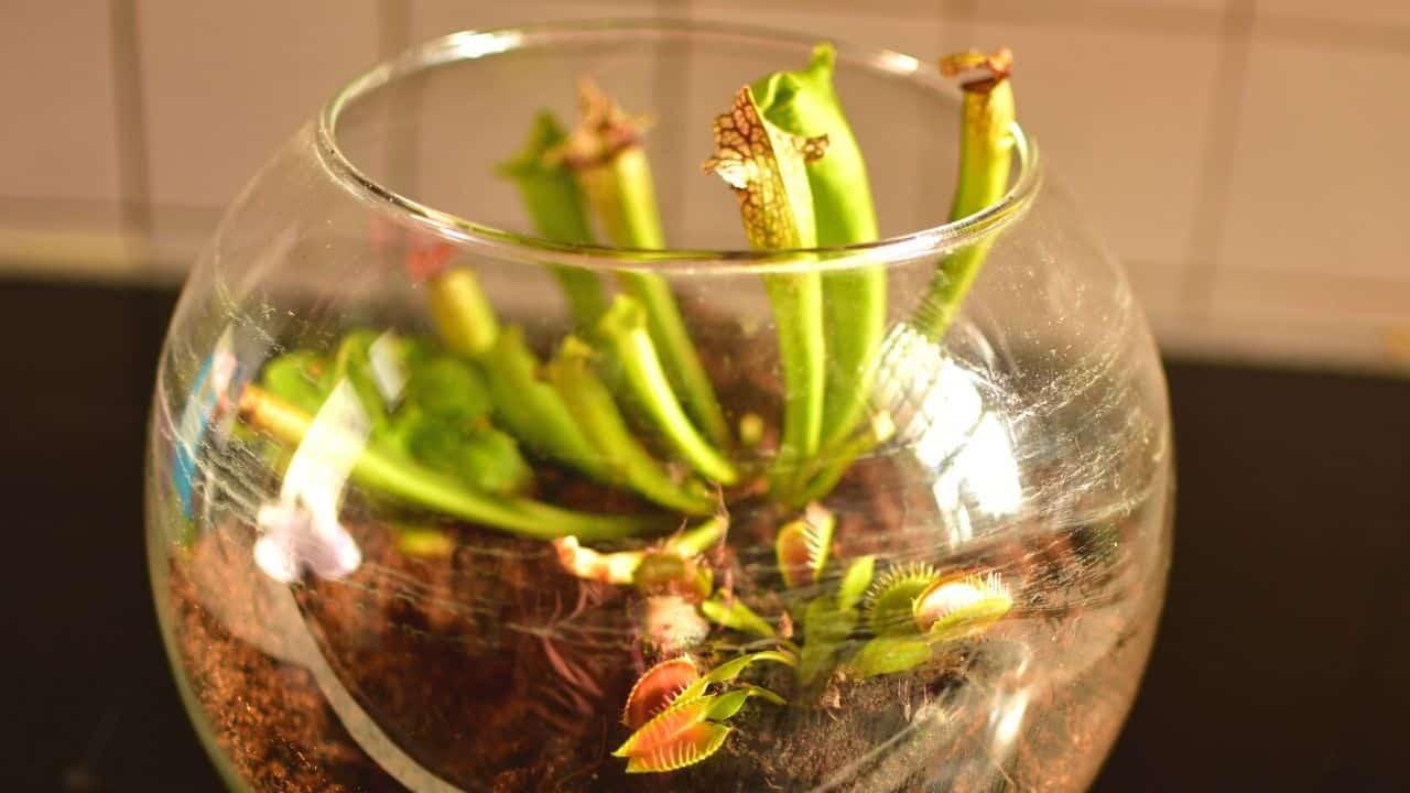 How to Set Up a Carnivorous Plant Terrarium — 5 Easy Steps
