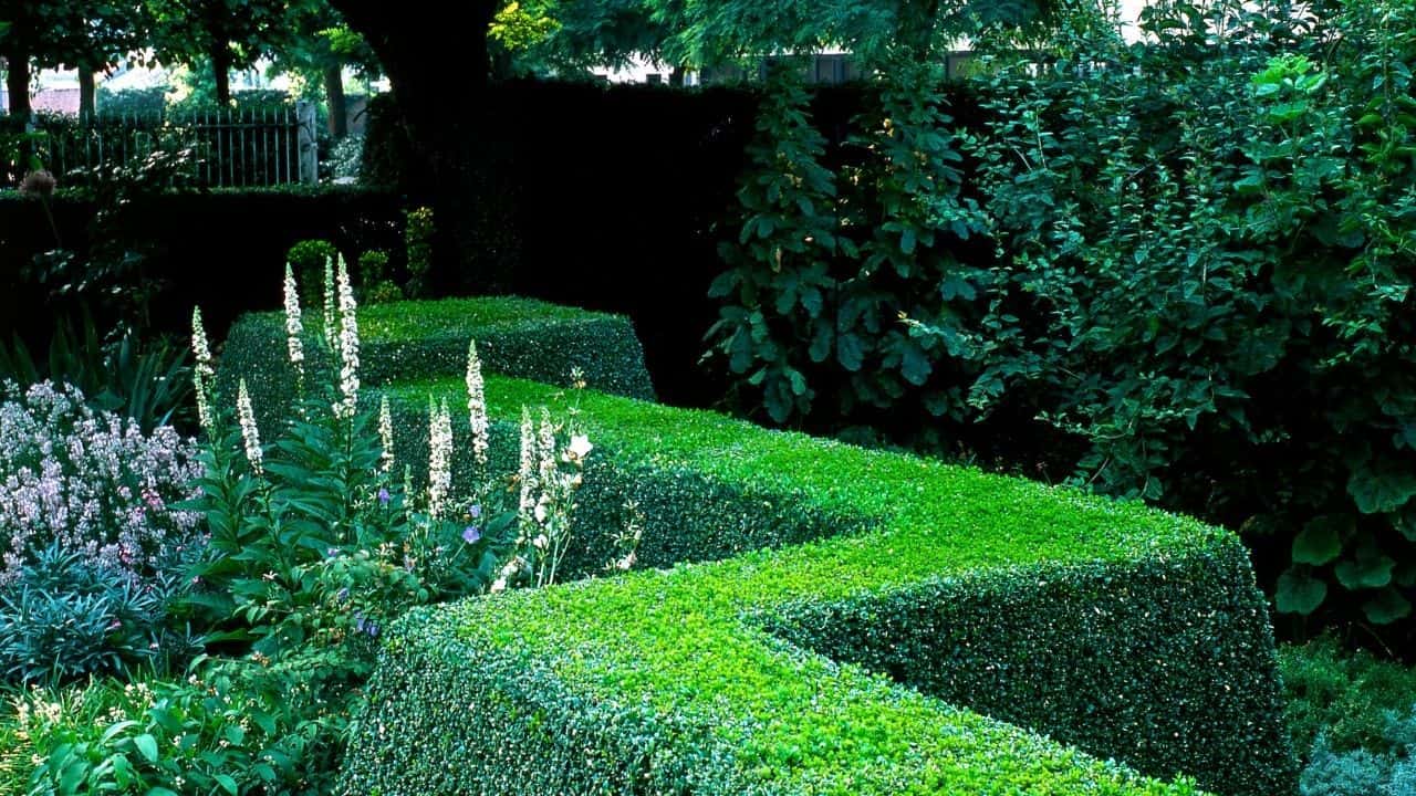 How to Shape Boxwoods — Like a Pro