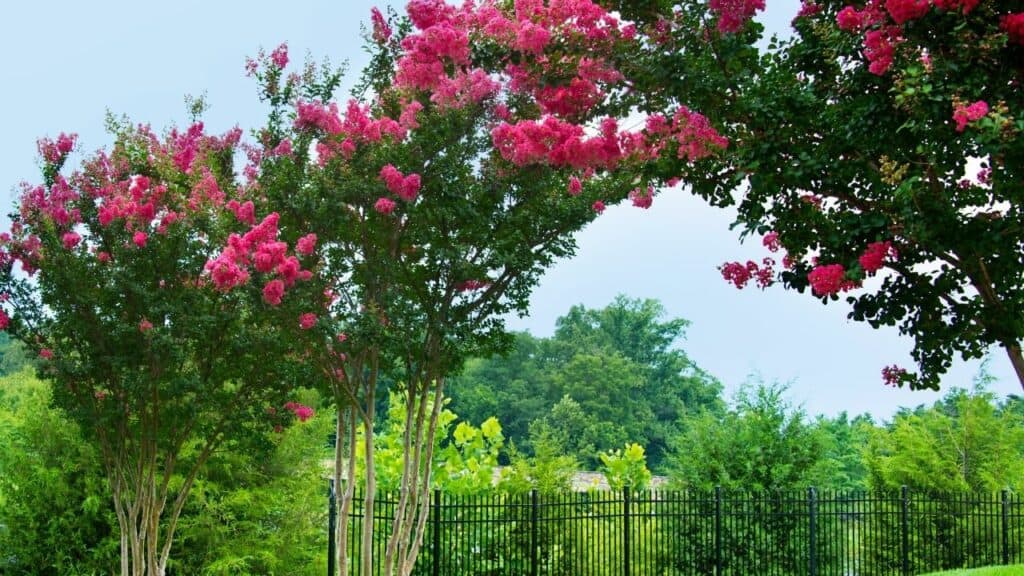 How to Get Rid of Aphids on Crepe Myrtles — Indepth Guide