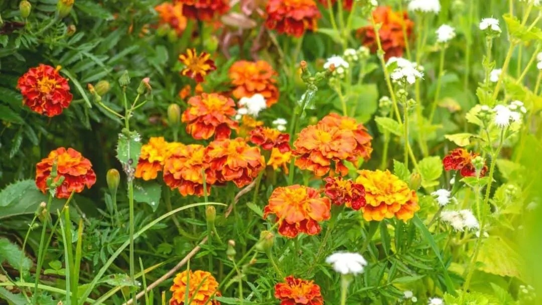 How Often Do You Water Marigolds? — The Answer