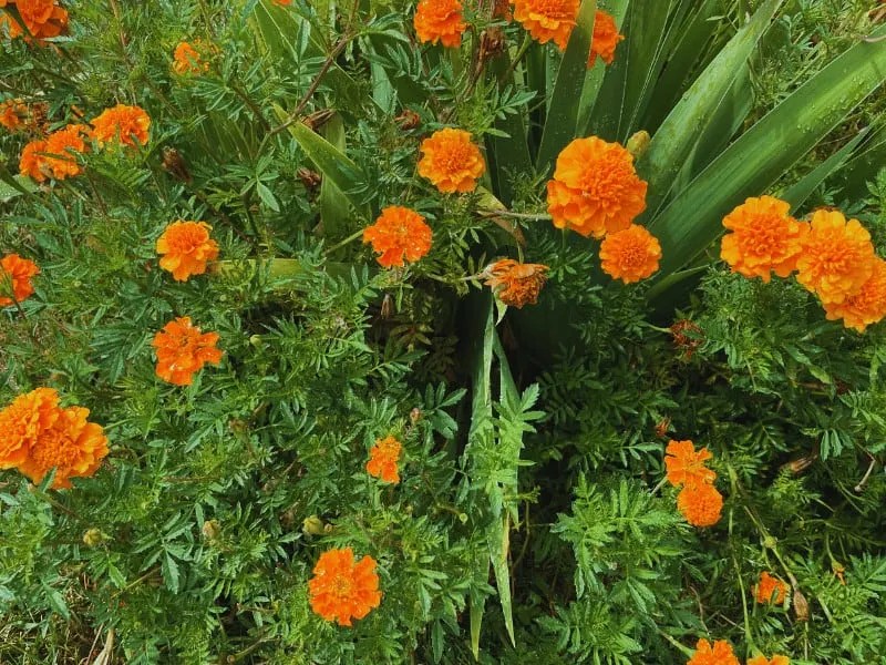 How Often Do You Water Marigolds? This Often!