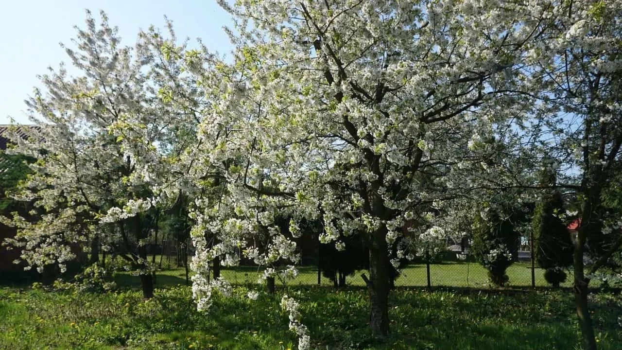 The 4 Best Trees to Plant in Kansas