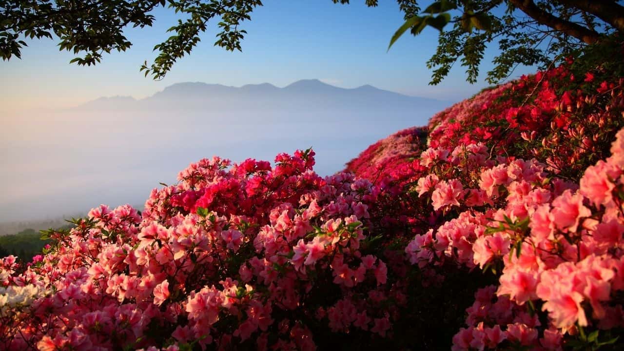 6 Houseplants that Like Coffee Grounds