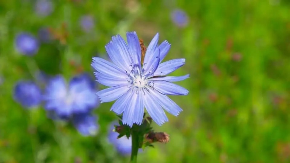 The Best Things to Plant for Deer — Interesting!