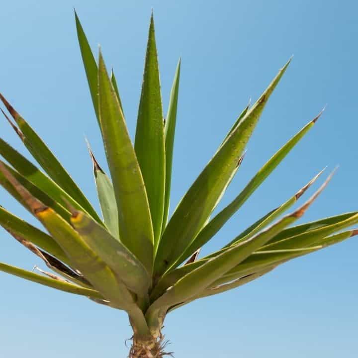 How to Get Rid of Yucca Plants — Best Two Methods