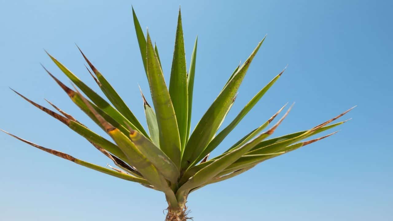 How to Revive a Yucca Plant — 9 Things to Consider