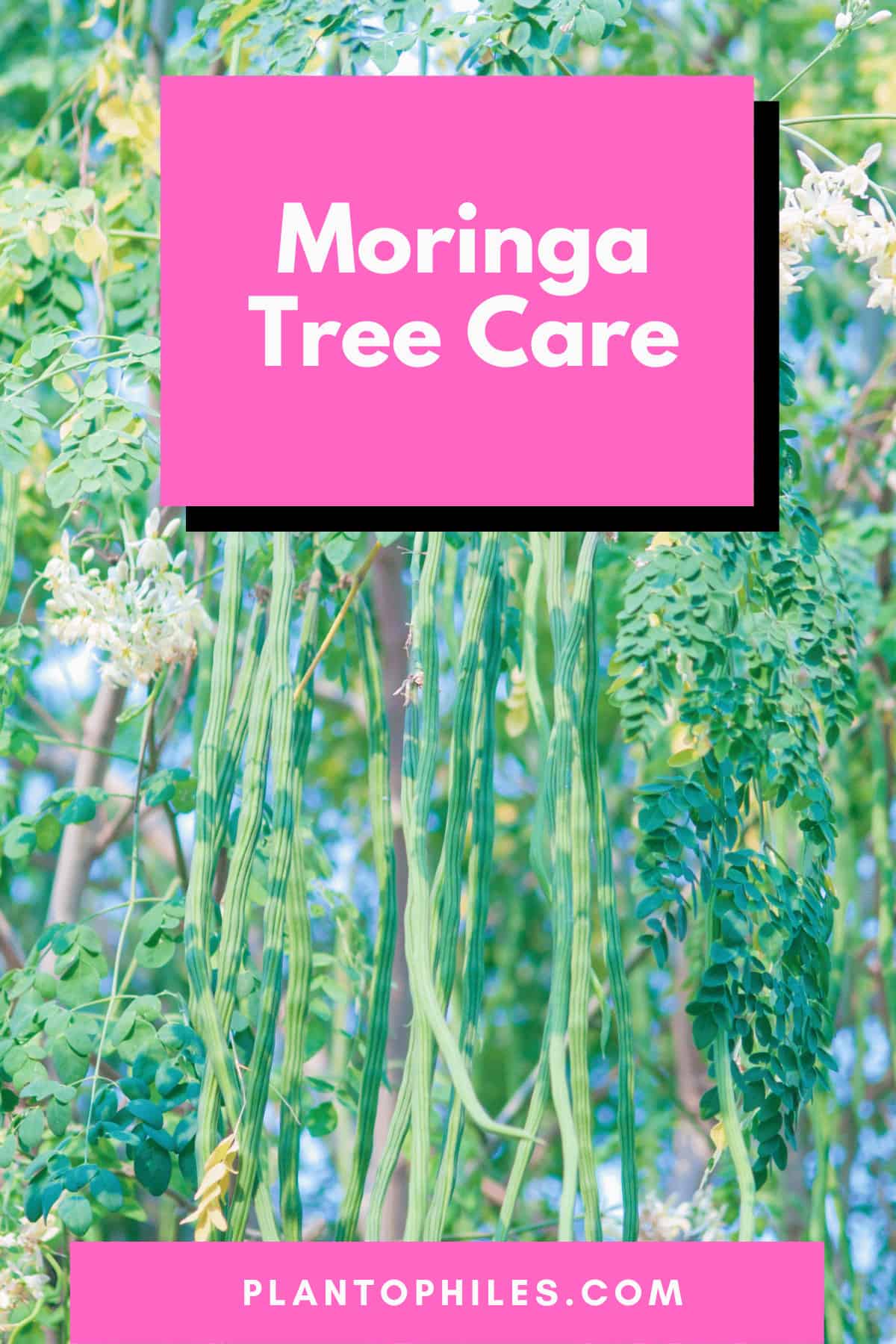 Moringa Tree Care — What To Do!