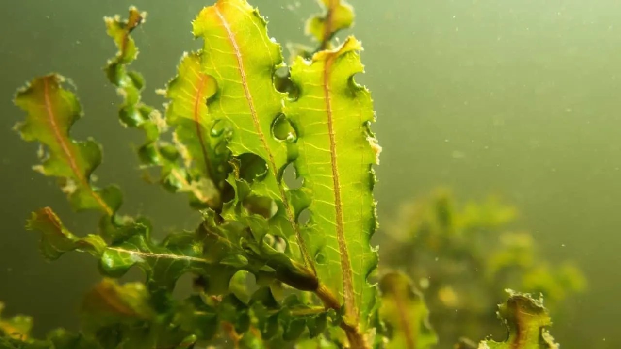 How Many Hours of Sunlight Do Aquarium Plants Need? I Know!