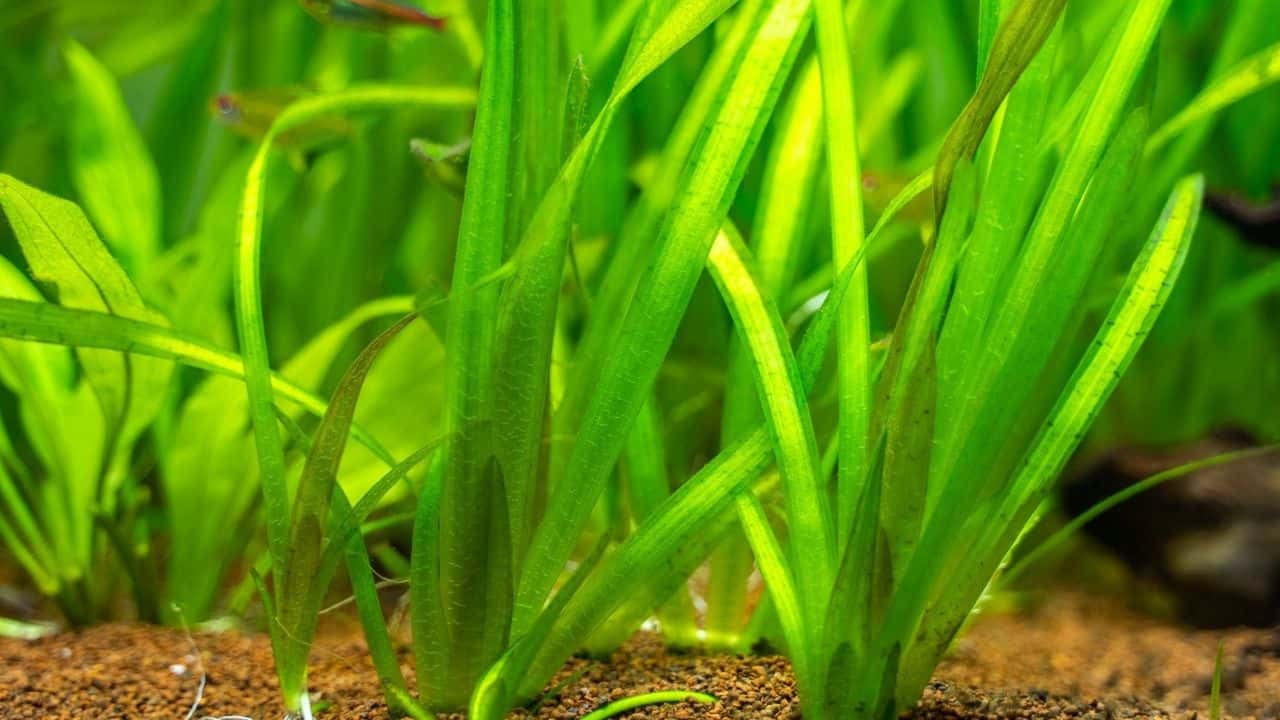 The 14 Best Bushy Aquarium Plants — Come on and See Them!