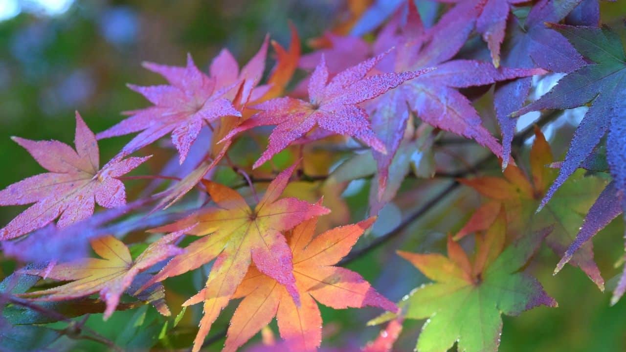 Discover the Beauty of Purple Leaf Trees Ames Farm Center