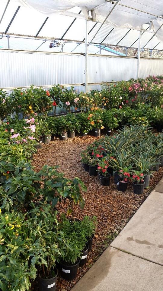 Shrubs Wholesale to the Public