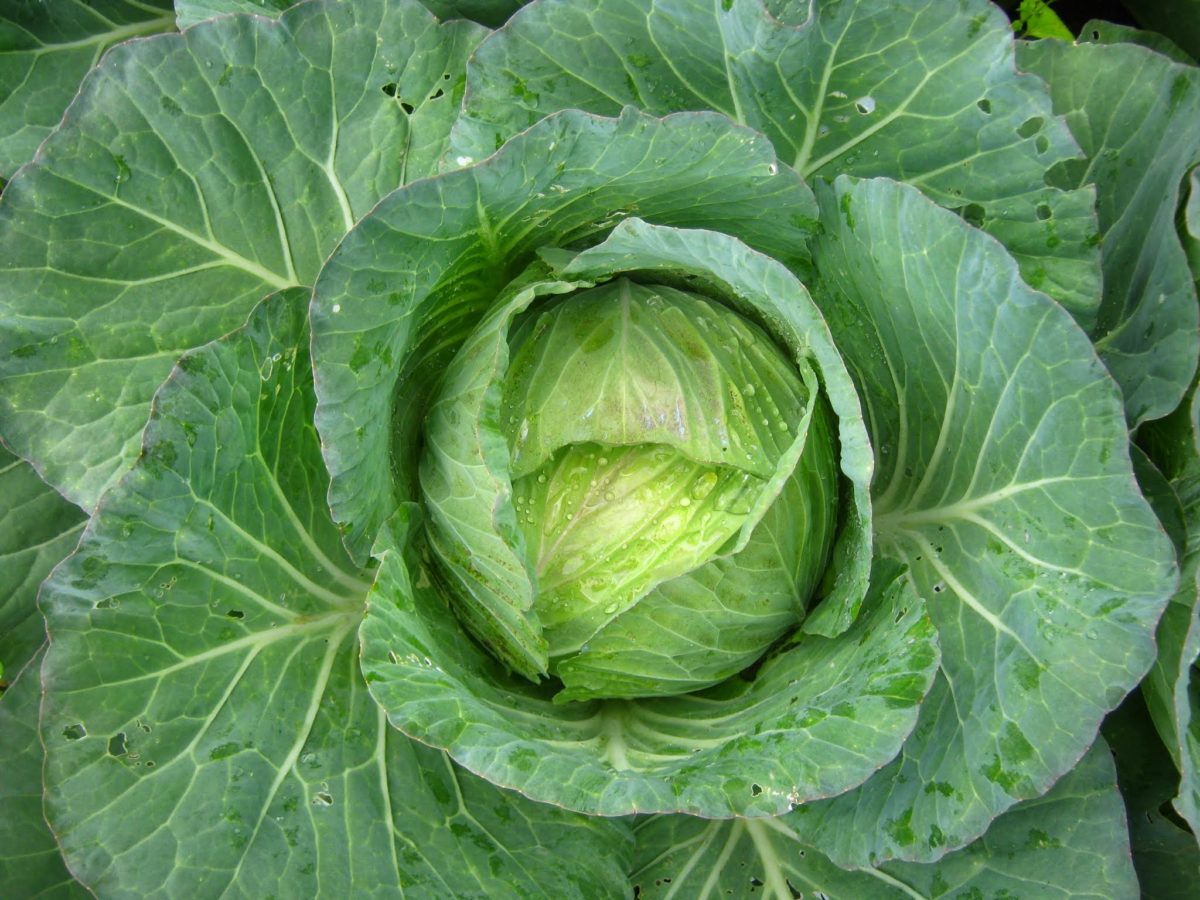 Organic Cabbage Plantorium