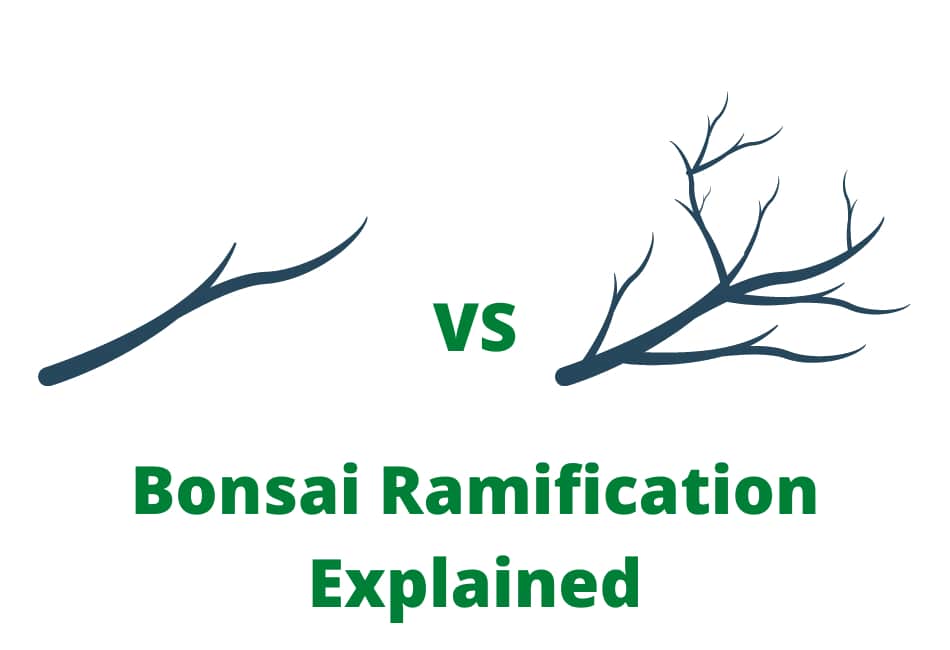 What Is Bonsai Ramification? Bonsai Ramification Explained Plant Paladin
