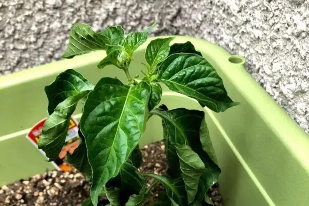 Could Inconsistent Watering Be to Blame