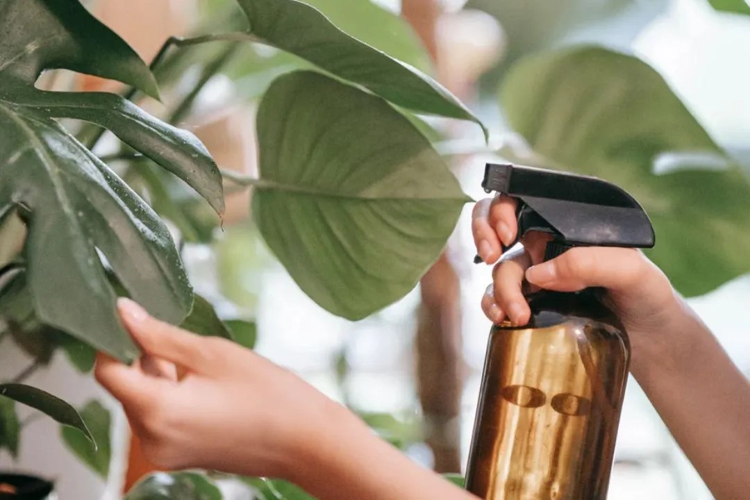 Fertilizing Monstera Deliciosa
