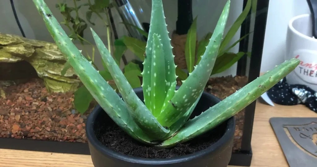 Aloe Vera