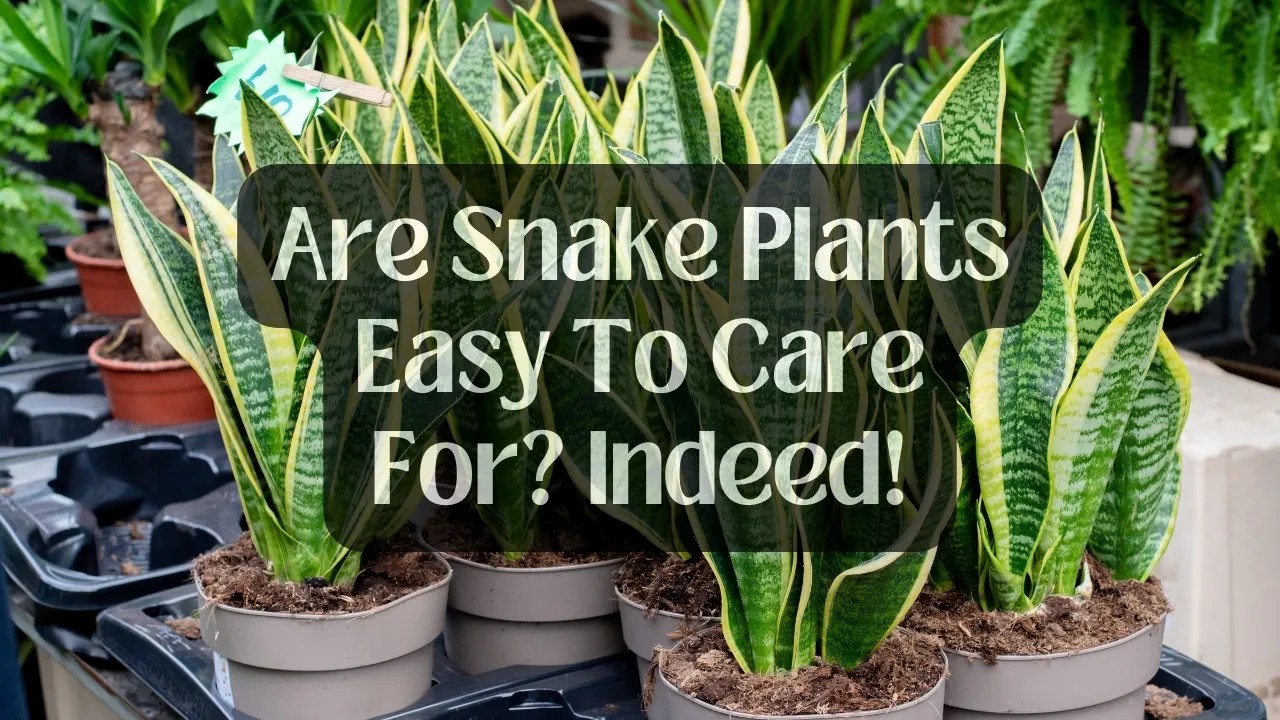 Are Snake Plants Easy To Care For