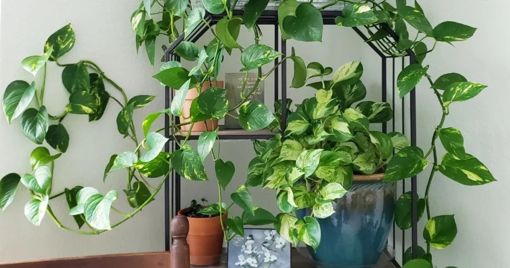 Golden Pothos