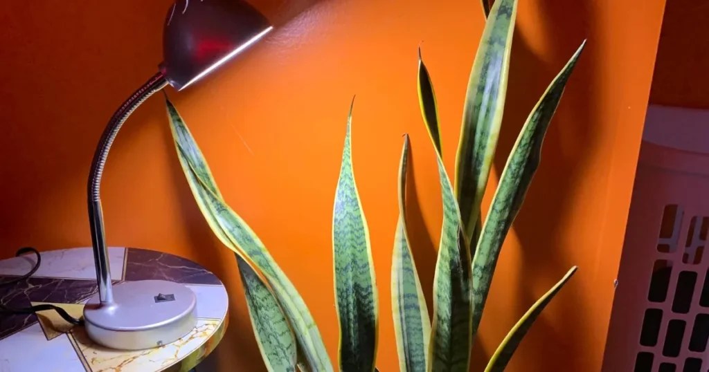 How Much Light Does a Snake Plant Need