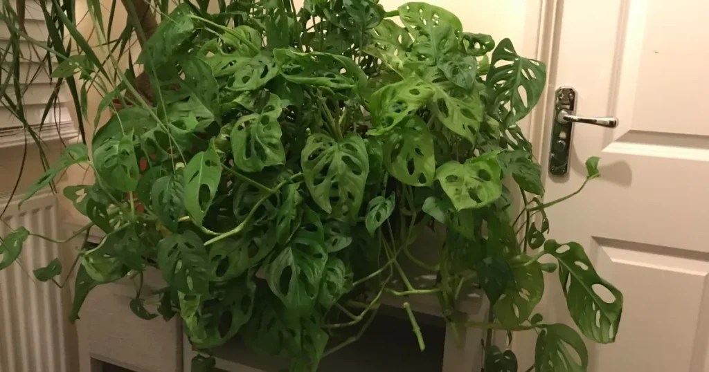 Monstera
