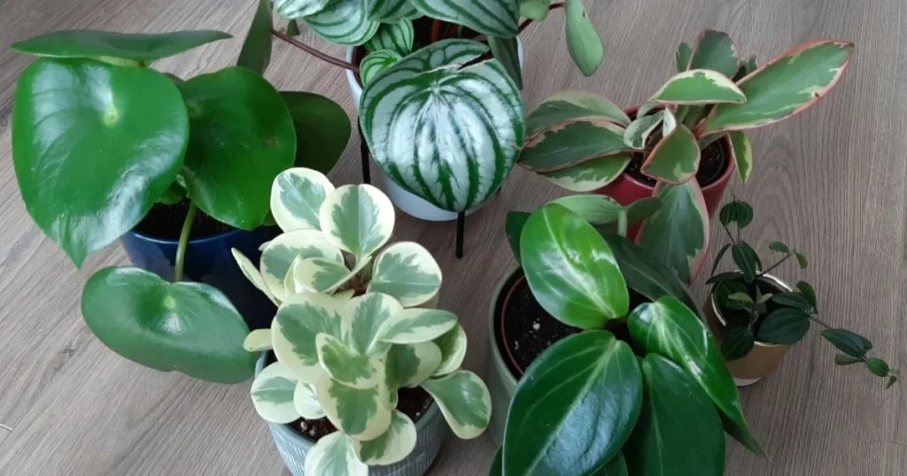 Peperomia