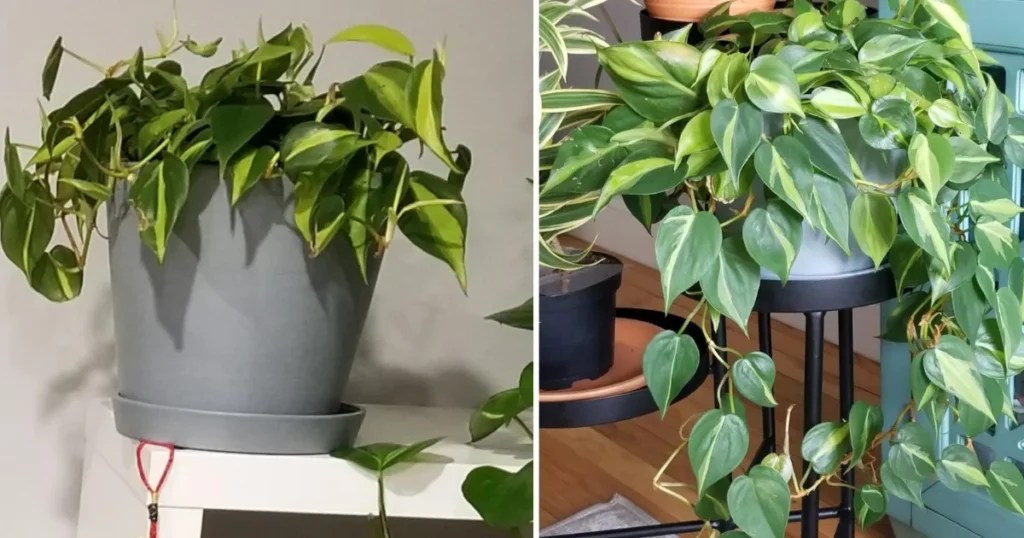 Philodendrons