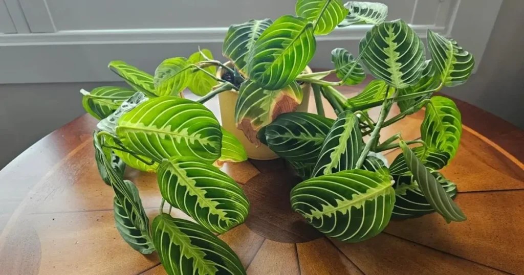 Prayer Plant