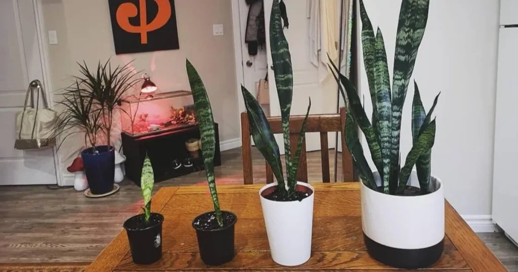 Snake Plants