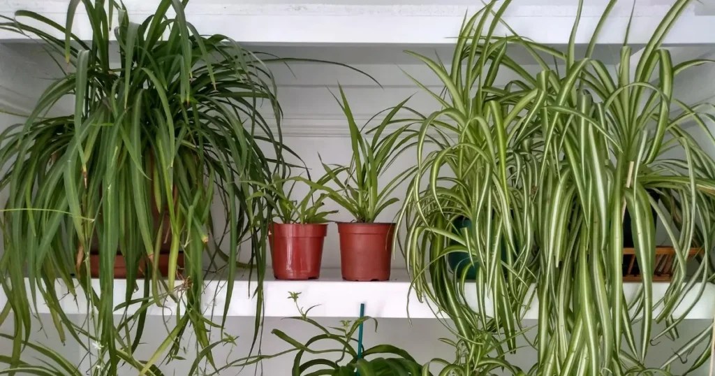 Spider Plants