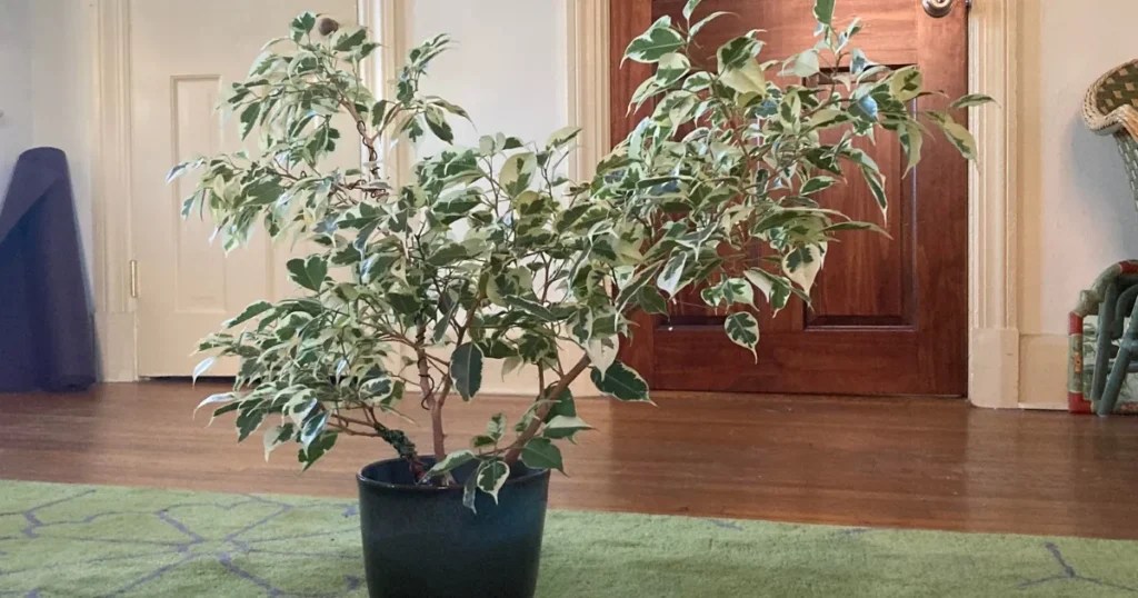 Weeping Fig