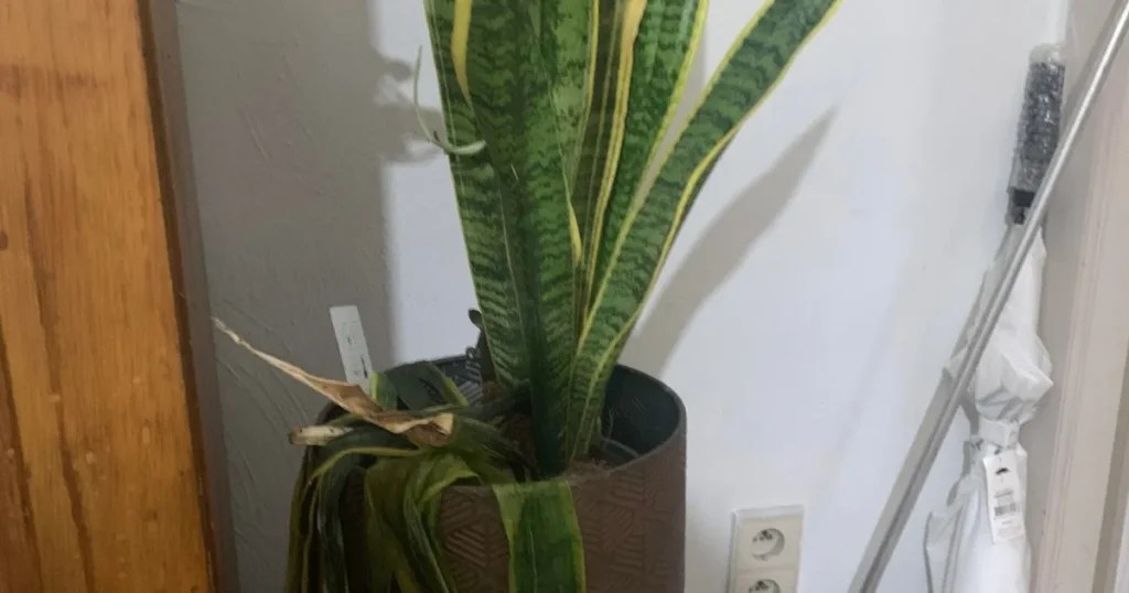 What&rsquo;s the Perfect Temperature for a Snake Plant