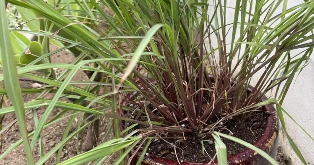 Citronella Grass