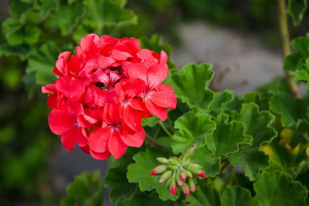 Geraniums