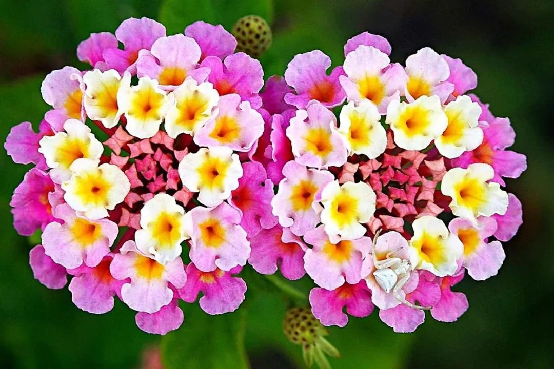 Lantana