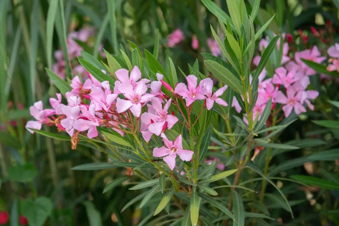 Oleander