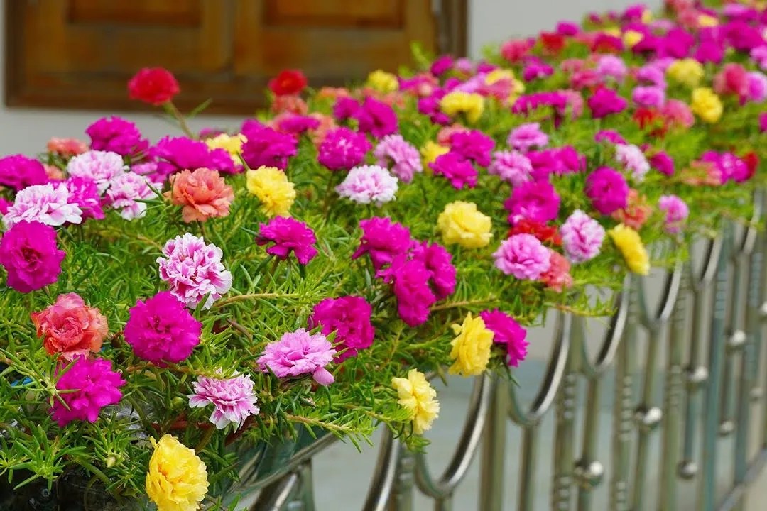 Portulaca (Moss Rose)