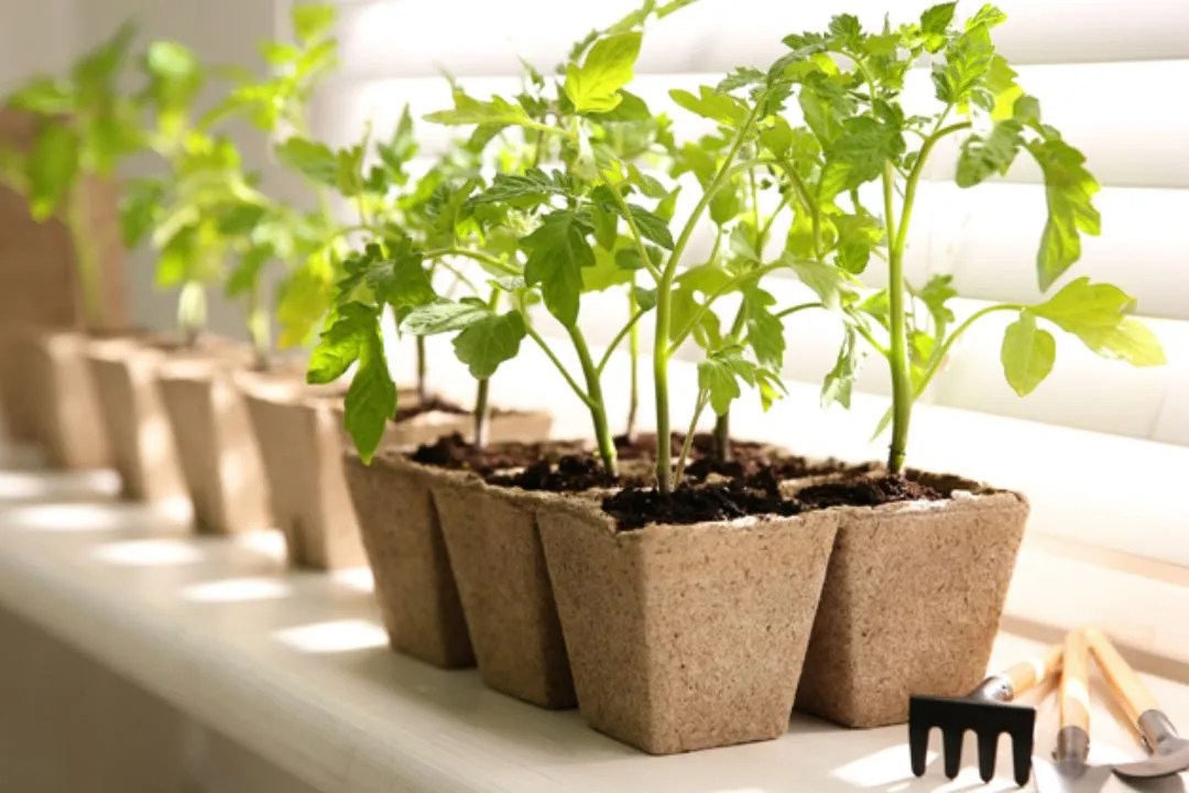 Reduce Transplant Shock