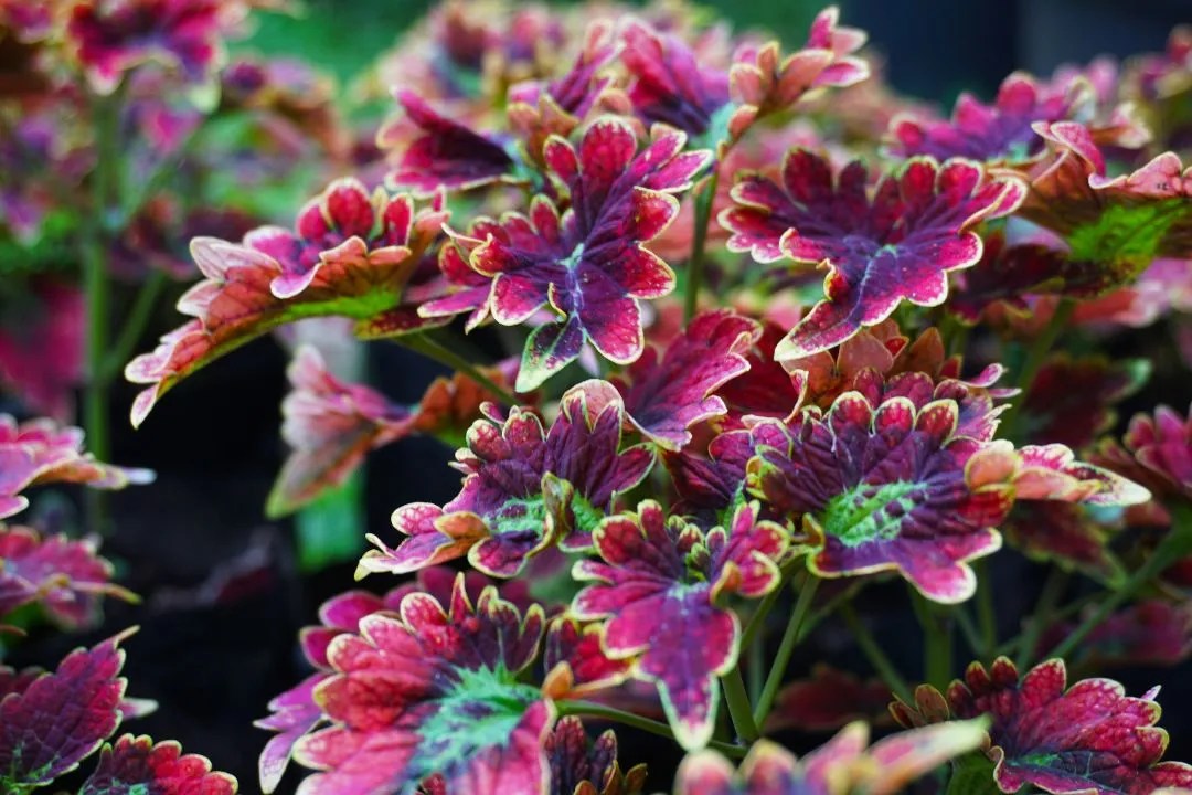 Coleus (Plectranthus scutellarioides)