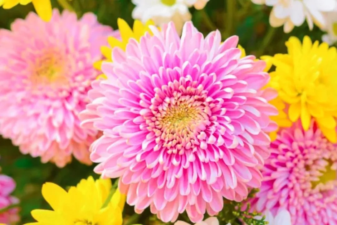 Chrysanthemums (Mums)