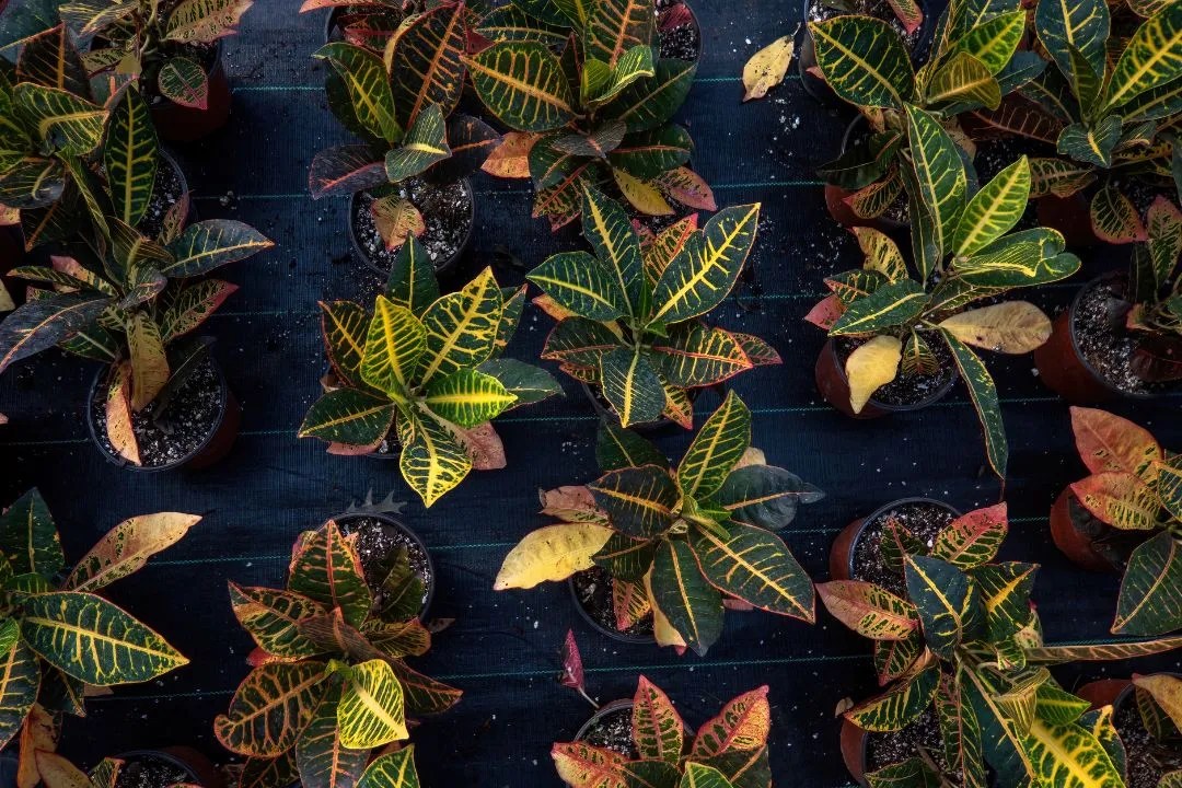 Croton (Codiaeum variegatum)