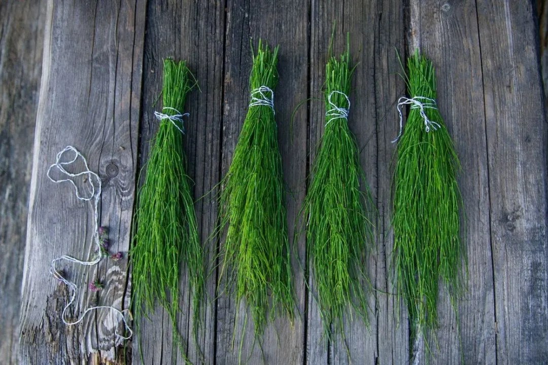Dill for Air Drying and Hanging for Air Drying and Hanging