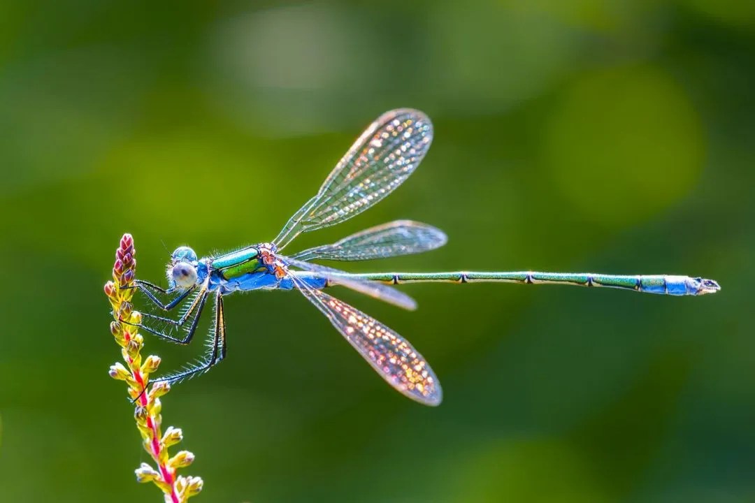 Dragonflies