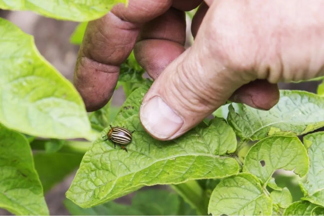 Handpicking Beetles